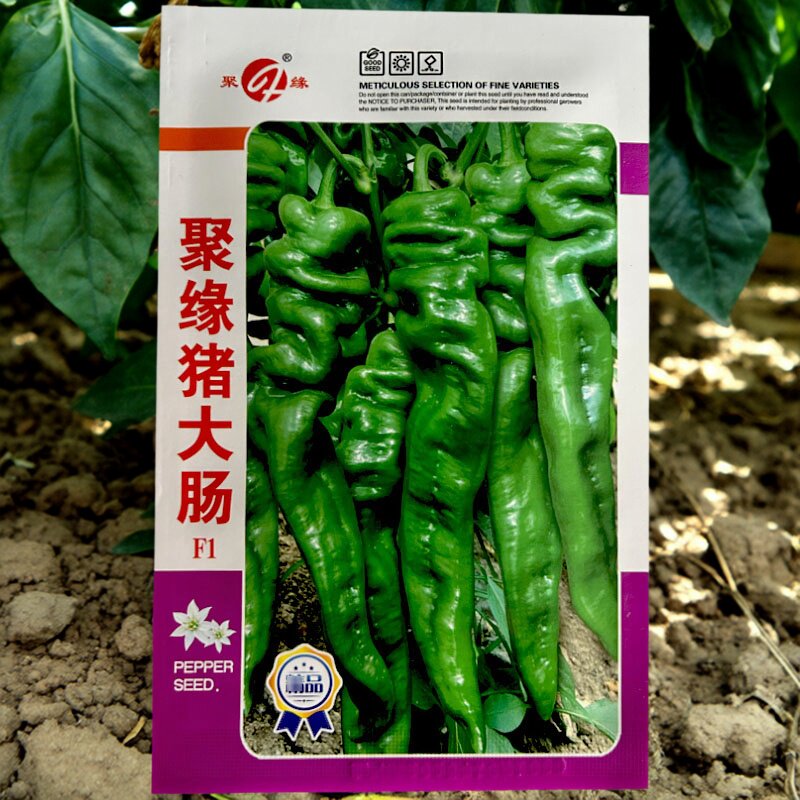 聚缘猪大肠椒种子辣椒种籽薄皮大果辣椒种孑螺丝椒大田基地品种