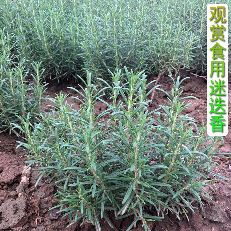 迷迭香种苗盆栽四季常青绿植物室内外耐寒阳台花卉可食用烘焙西餐
