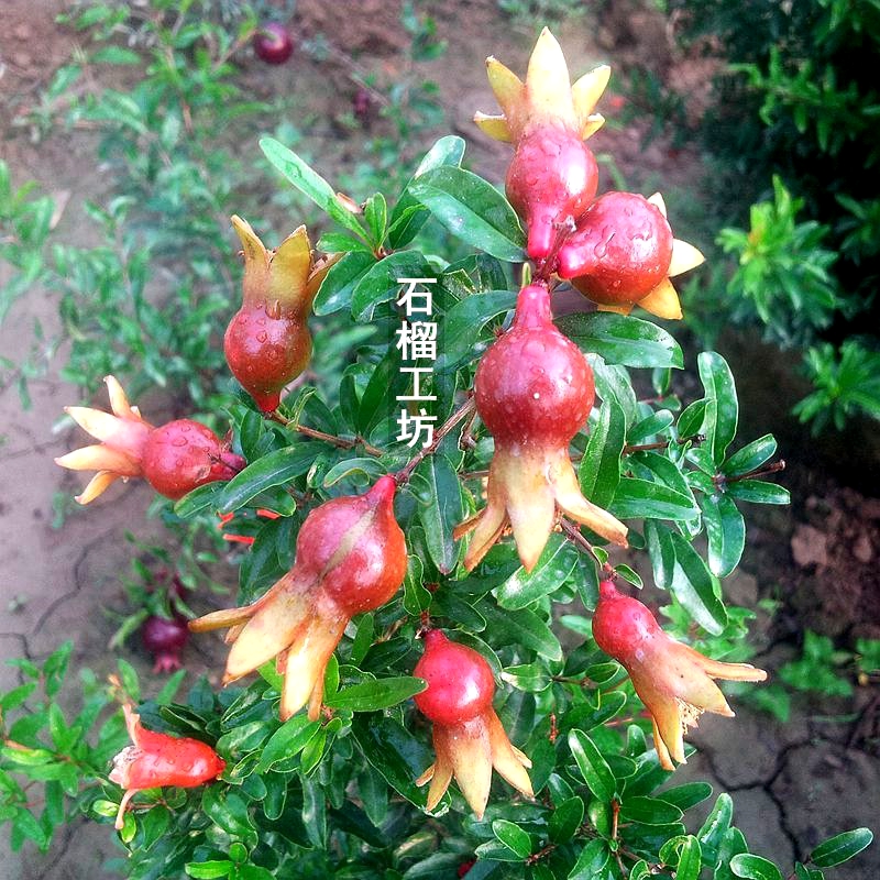 月季石榴日本翠叶软籽阳台