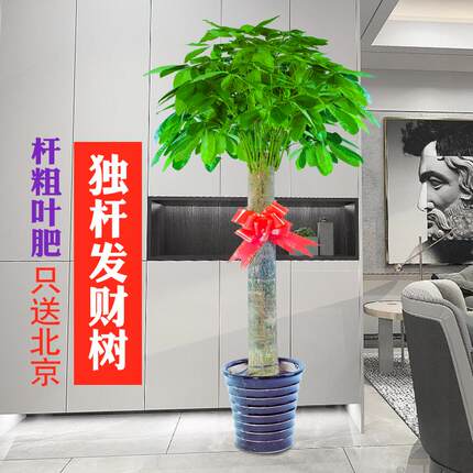 发财树盆栽北京室内客厅租摆送货上门办公室开业乔迁净化空气大型