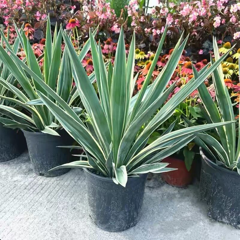金边丝兰银叶马尾群生盆栽植物耐寒耐热易养活庭院花园植北京发货
