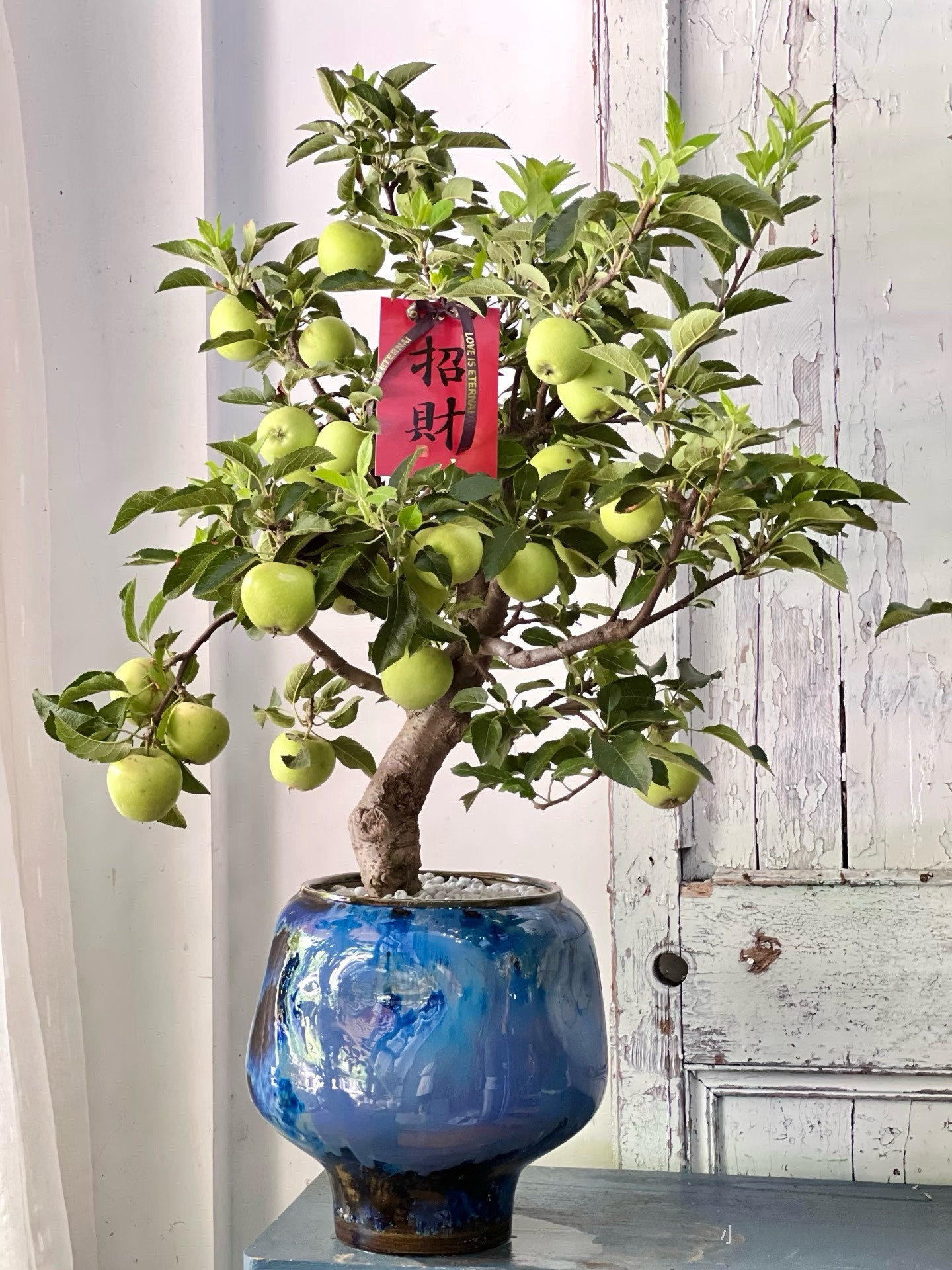 苹果树盆景包邮好盆栽室内客厅办公室桌面绿植花卉四季常青好养活