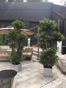 榕多头古桩榕树大型盆栽北京专车送货上门喜光礼品花卉花