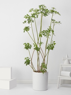 鸭掌木造型网红文艺范室内好养绿植盆栽净化空气吸甲醛喜光植物美