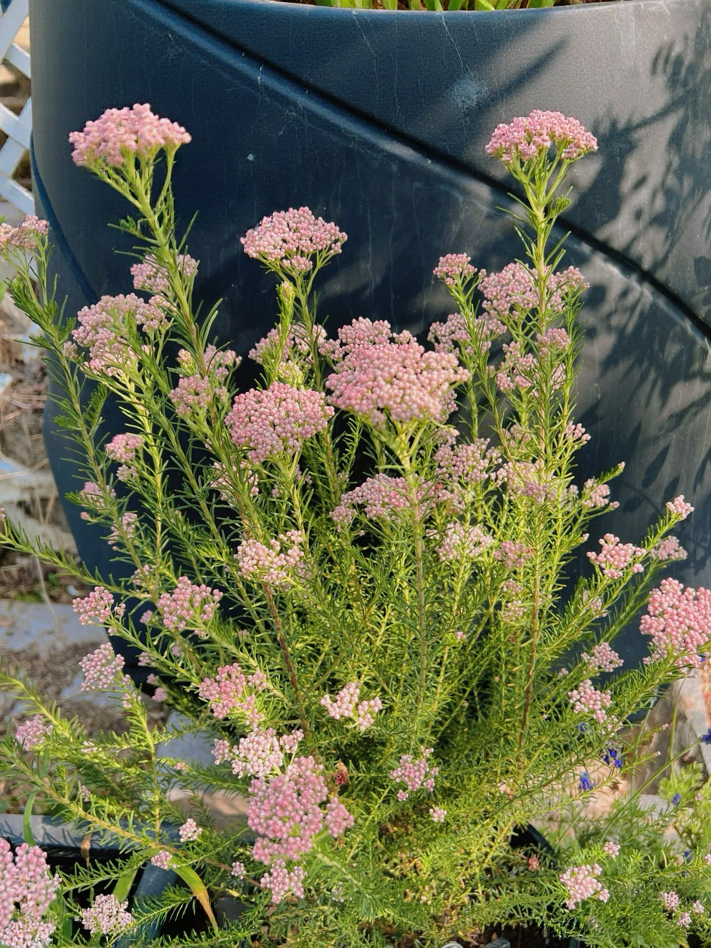 澳洲米花室外花园草花北京发货园艺造景小院开花植物简单好养50好