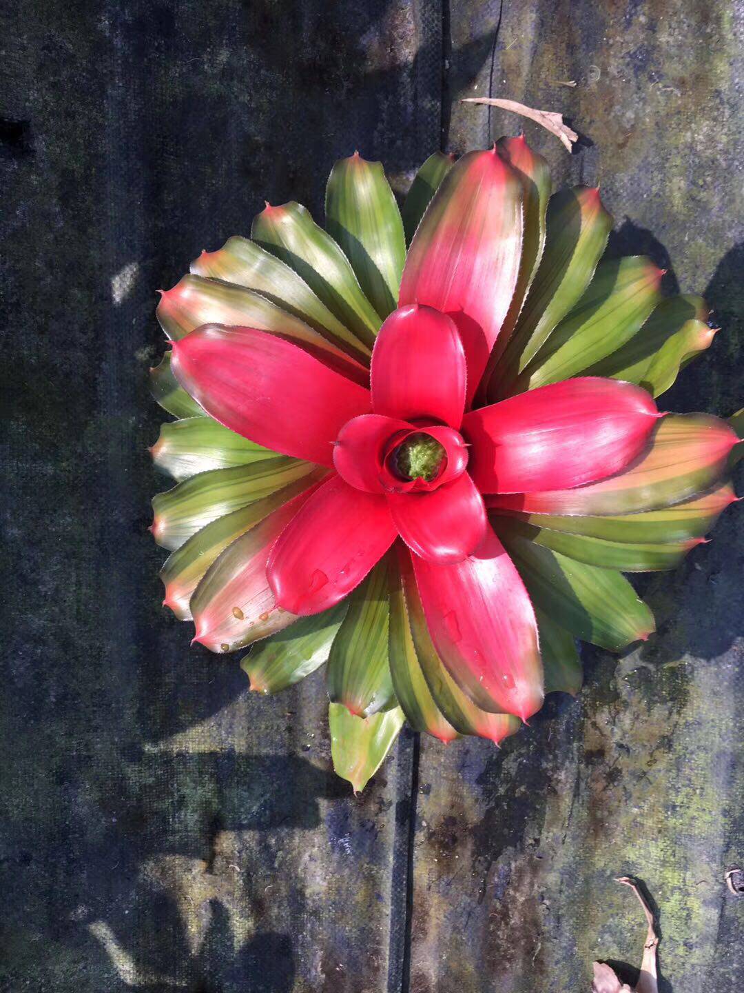 凤梨积水凤梨花卉绿植盆栽微景观造景园艺花草北京包邮新奇简单好