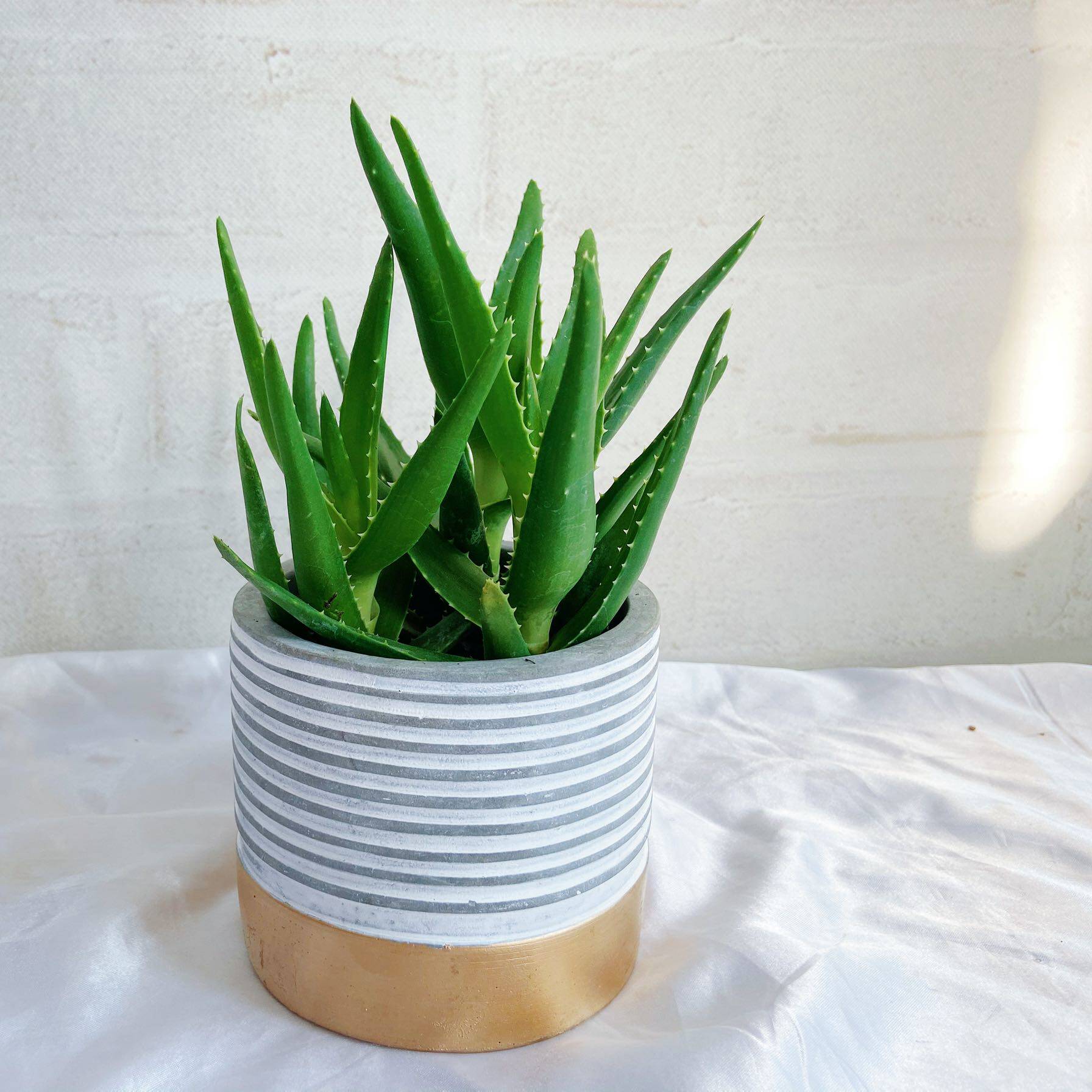 芦荟多株芦荟盆栽绿植花卉北京包邮室内花草净化空气吸甲醛多肉花