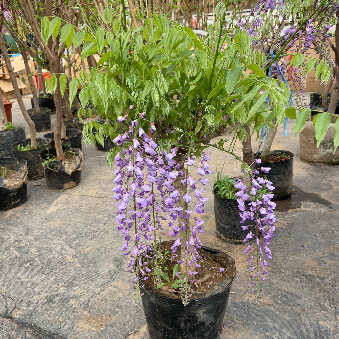 紫藤花卉盆栽北京室内室外喜光耐寒大型爬藤植物春天好养美观四季