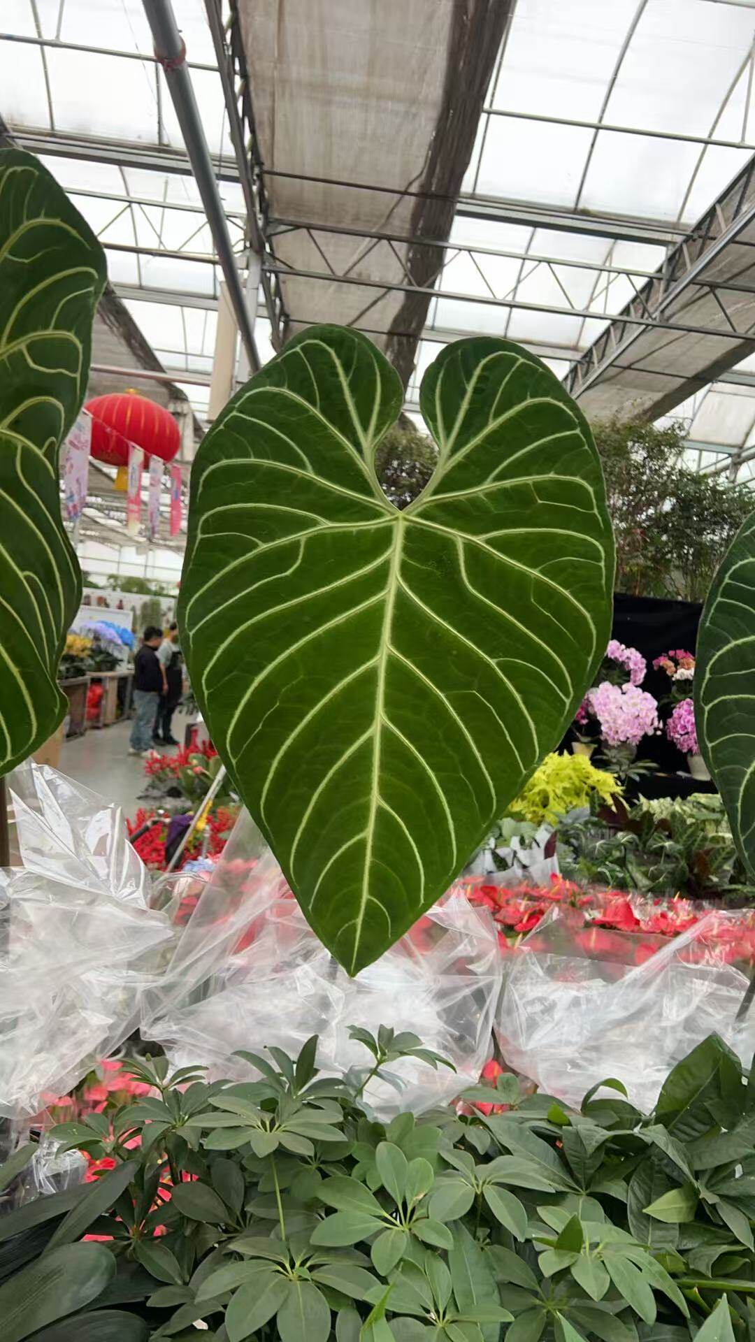 帝王花烛火鹤后花烛黑窄纯种自交一物一拍北京发植物观叶ins热植