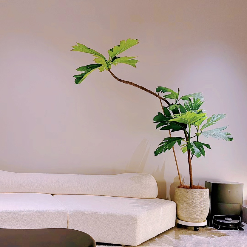 面包树植物简单好养净化空气