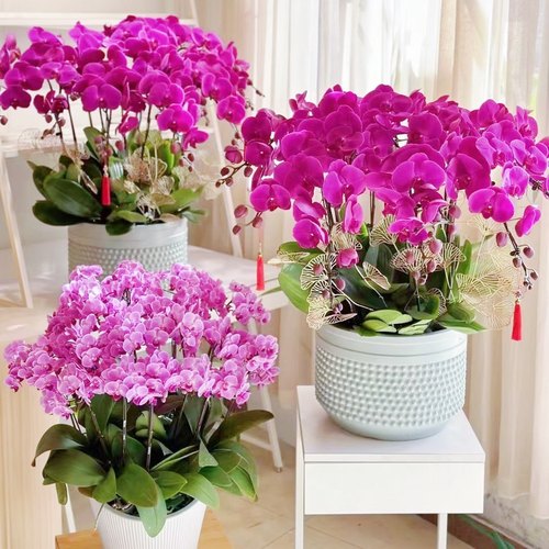 蝴蝶兰女神节三八礼品花北京盆栽贺礼乔迁生日送货好养同城室内客