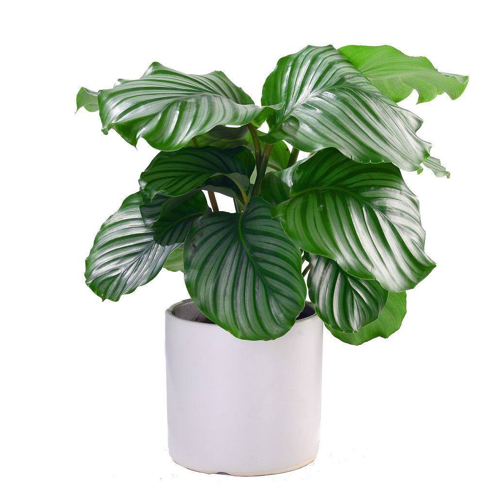 青苹果茱萸中型绿植小型绿植办公室绿植桌面绿植小盆栽花卉北京送