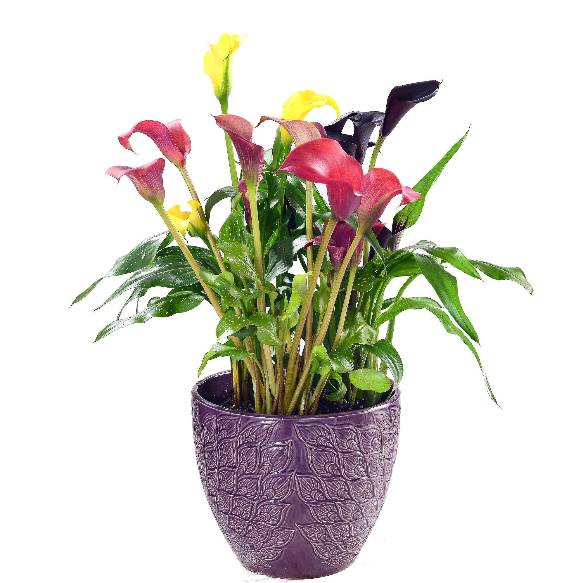 马蹄莲彩色马蹄莲年宵花北京盆栽绿植室内春节喜庆包邮送货上门