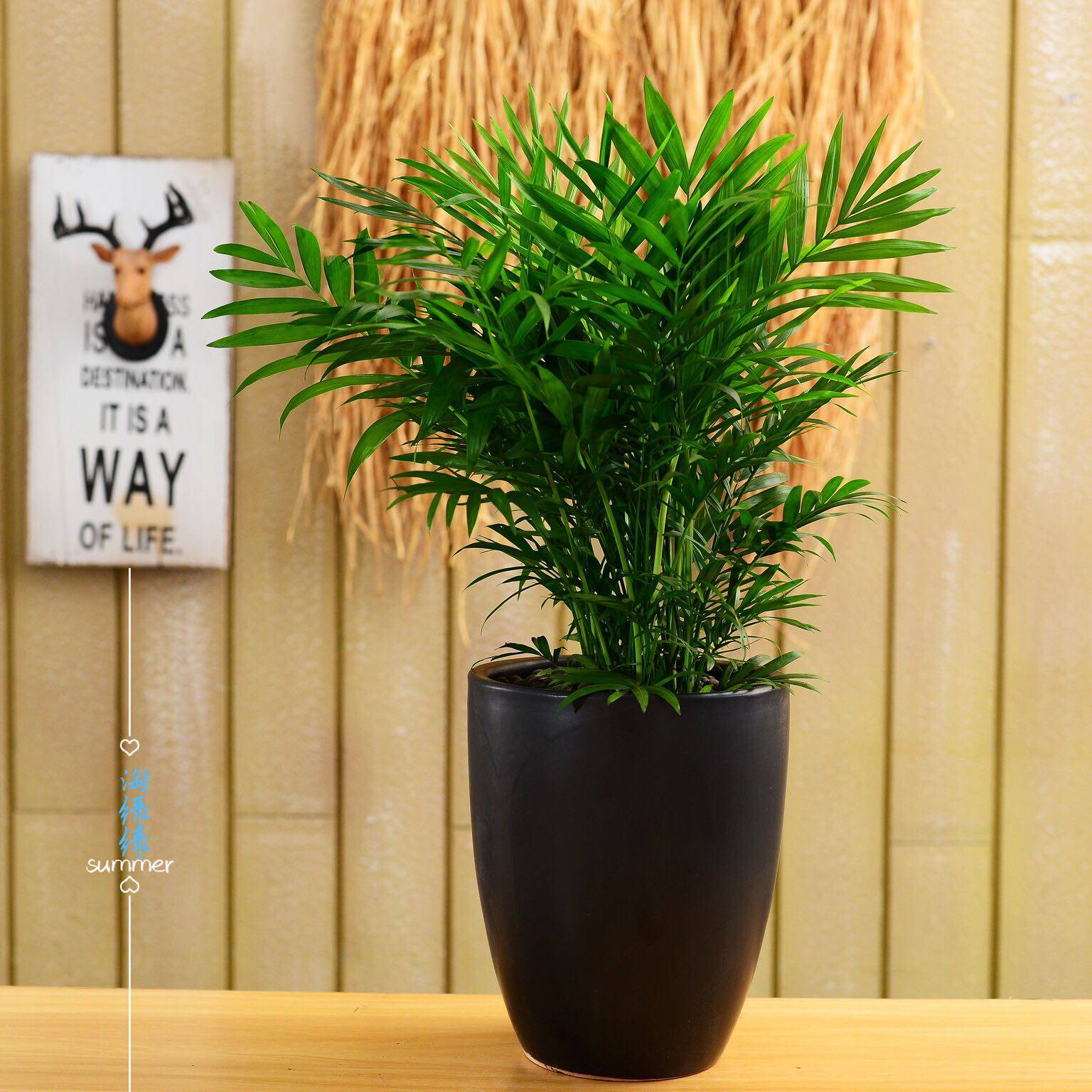 袖珍椰子小椰子夏威夷桌面绿植花卉盆栽北京净化空气植物简单好养