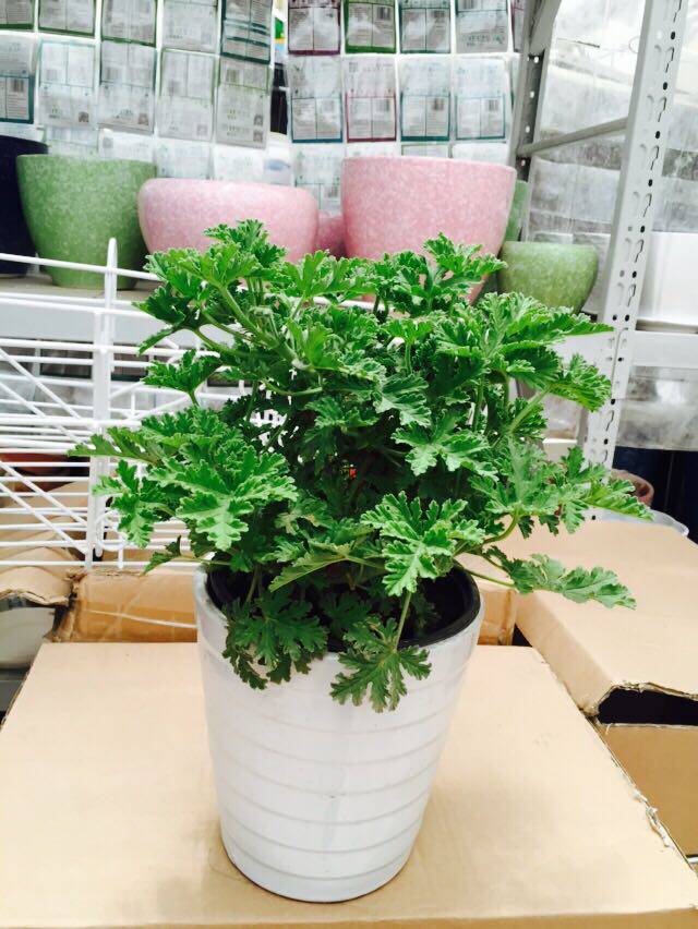 驱蚊草夏季驱蚊植物绿植花卉北京包邮香草类植物