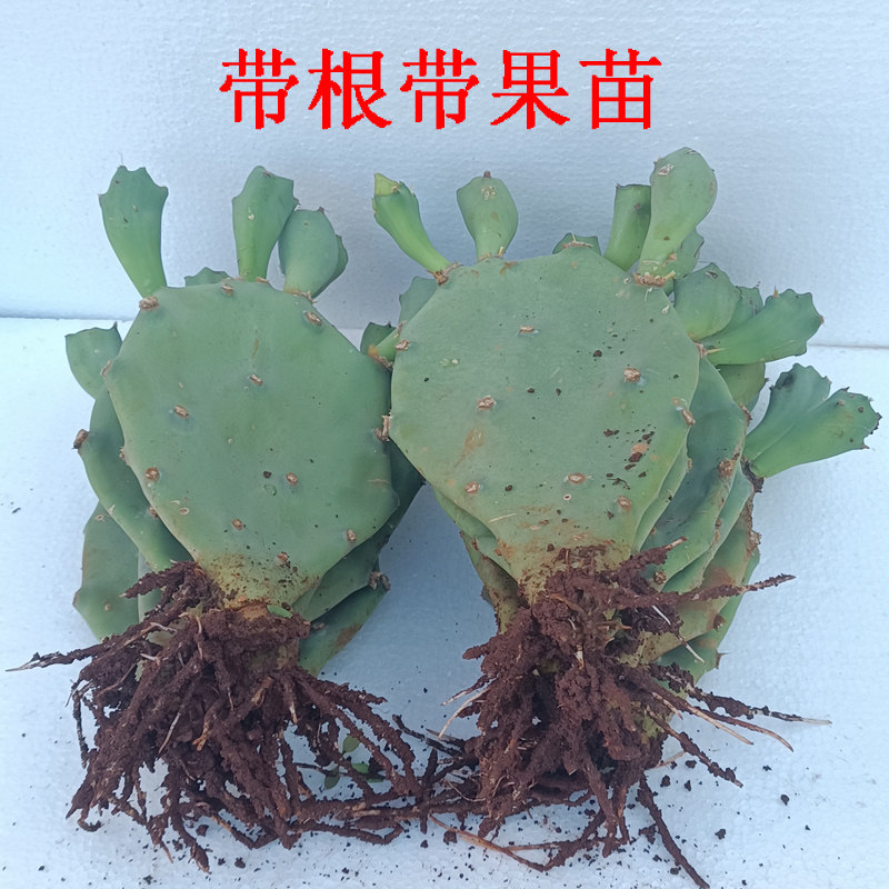 带根带果2颗 仙人掌苗 仙人掌苗 仙人掌盆栽  红皮品种红肉大黄刺