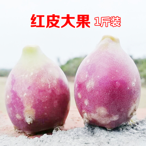 1斤装 红皮大果 仙人掌果 仙人掌果实 仙人果  现摘现发
