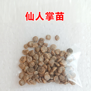 红肉品100g 仙人掌果 仙人掌 仙人掌苗 种植大黄刺