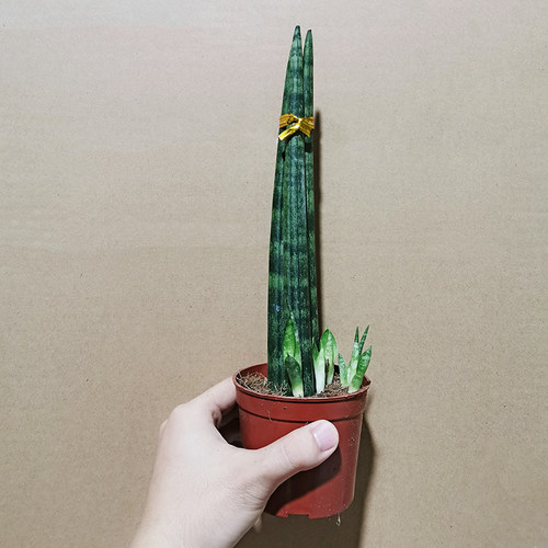 虎尾兰客厅吸甲醛多肉绿植包邮