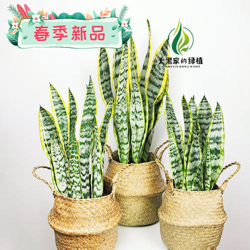 包邮客厅青皮高银北欧金边虎皮兰