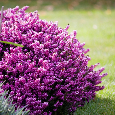 欧石楠植物盆栽常绿北方户外