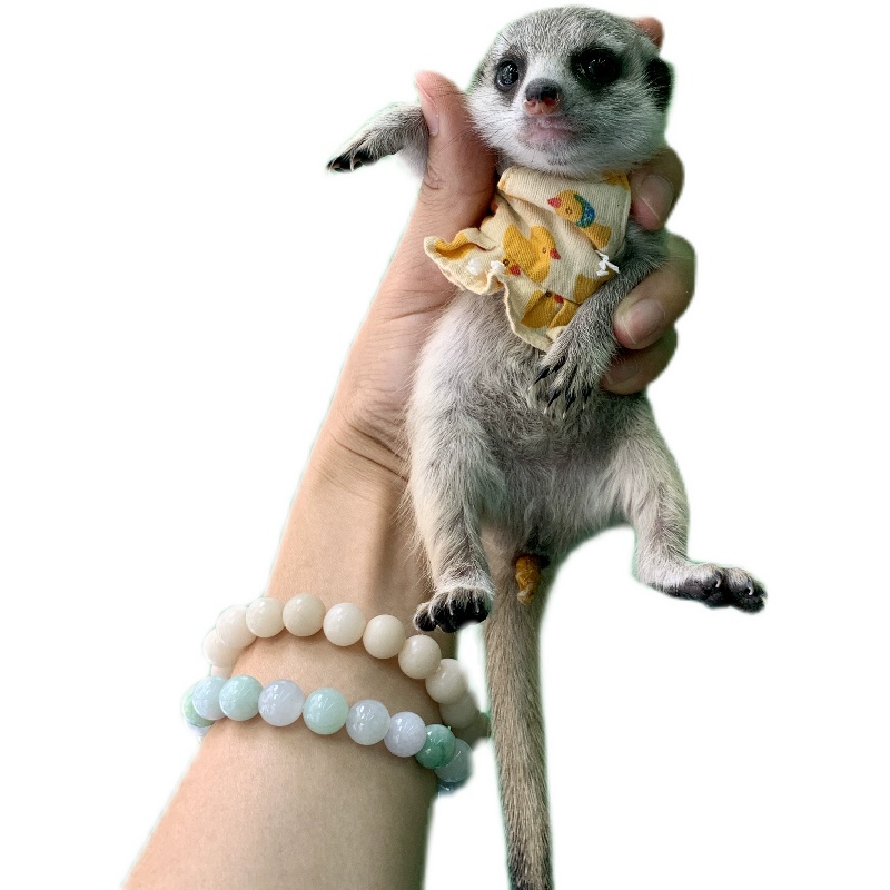 亚宠展网红宠物狐獴活体幼崽衣服土拨鼠牵引绳宠物宠物配饰宠物