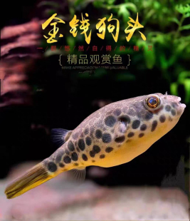 非斑马皇冠红圆点毛毛河豚 金钱狗头鱼 精品淡水活体热带观赏鱼