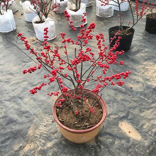 北美冬青盆景树苗盆栽鲜花冬季年宵花卉植物耐寒冻冬天室外阳台小