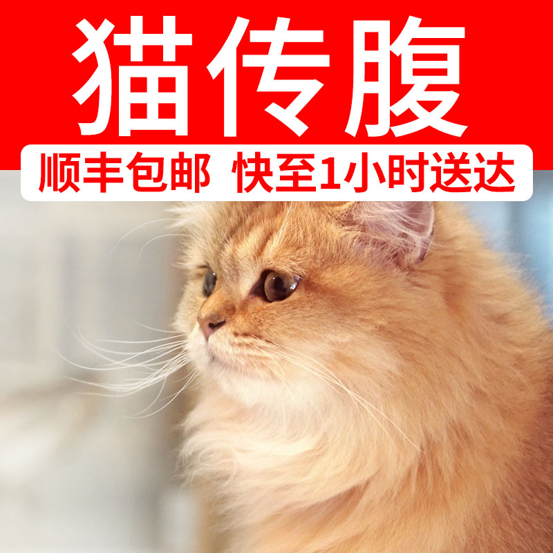 猫传腹特针剂片剂高效不伤肝