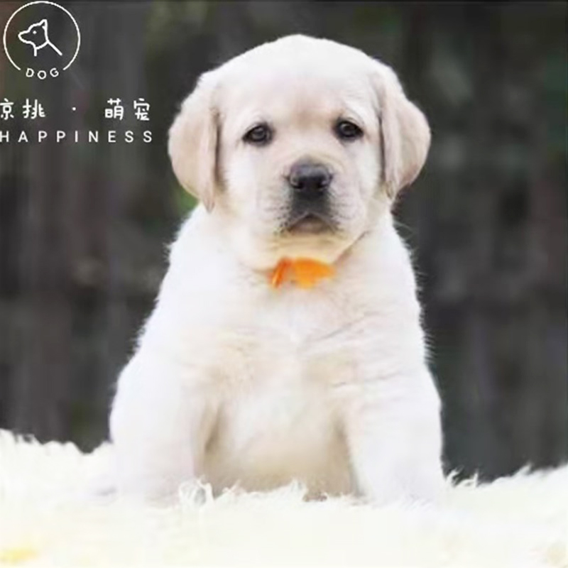 小金毛幼犬价格 小金毛幼犬图片 星期三