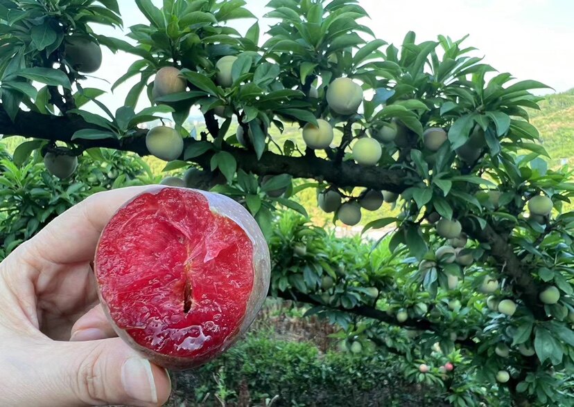 浙江嵊州桃形李树上熟当天采摘当天发货