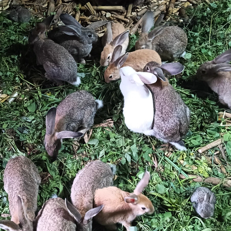 1斤散养兔子活物大型比利时兔家养可食用肉兔活体公母可繁殖兔苗