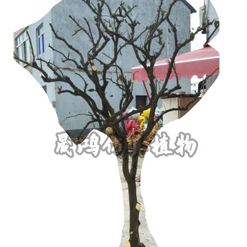 干树枝枯树造景室内外枯树装饰白色枯树枝假树造型树树枝装饰