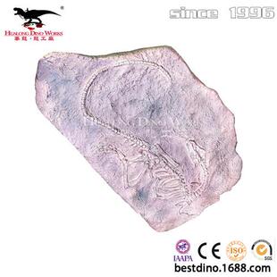 高度仿真恐龙化石骨架可用于学校教学公园引流各种收藏摆件