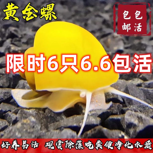 工具螺黄金螺除藻鱼缸