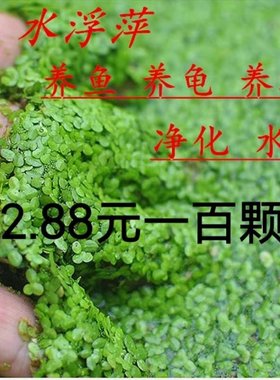 鱼缸净水芝麻浮萍小浮萍浮性水草鱼缸龟缸水族浮萍活体水植物造景
