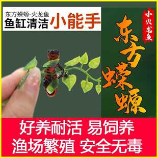 小火龙鱼东方蝾螈好养冷水鱼清道夫观赏网红萌宠鱼缸清洁淡水宠物