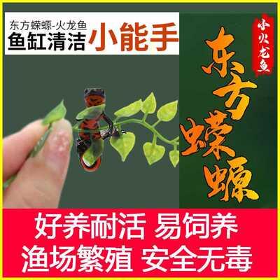 两性小火龙鱼淡水清理鱼缸