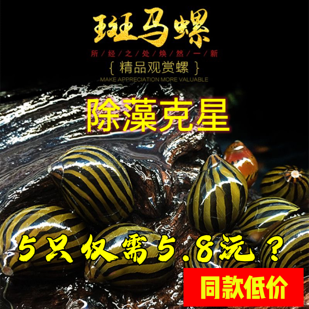 清洁螺斑马螺除藻螺除藻