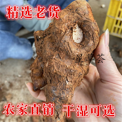 新鲜土茯苓五指毛桃煲汤去湿广东