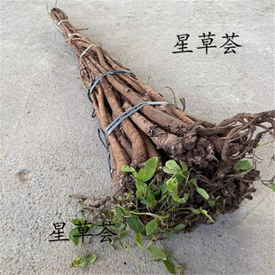 新鲜千斤拔农村山货现挖泡酒煲汤煮水500克