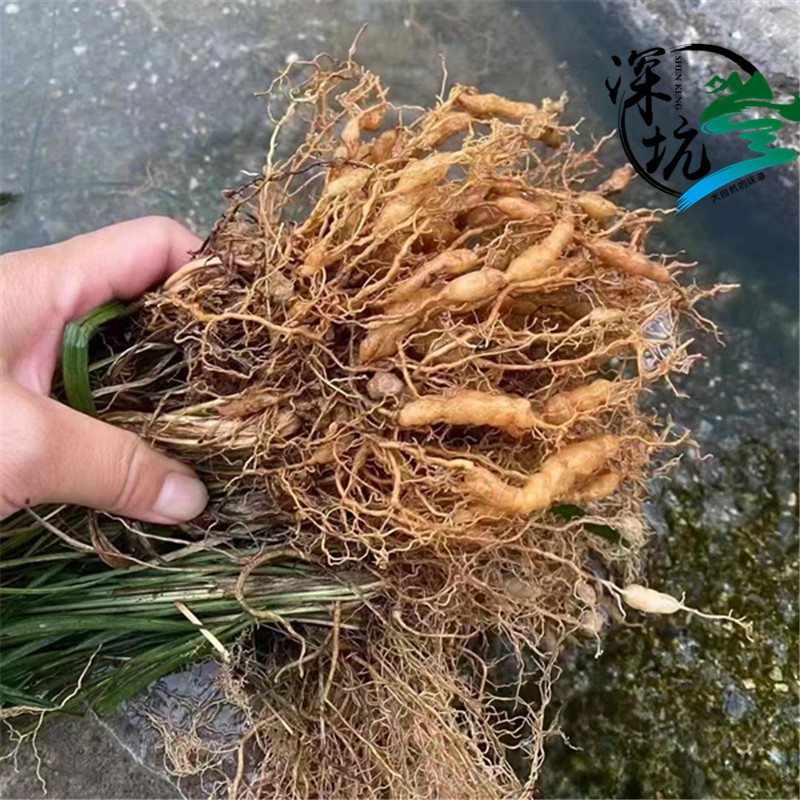 野生麦冬干货煲汤煮水