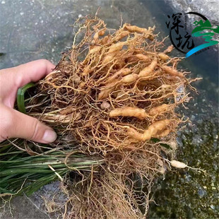 野生麦冬深山采晒正宗农家货无硫磺川麦冬中药材清润煲汤煮水