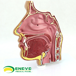 鼻腔内窥镜穿刺 鼻腔解剖模型 人体医学鼻腔解剖模型 ENOVO颐诺 耳鼻喉科或者五官科医患沟通教具