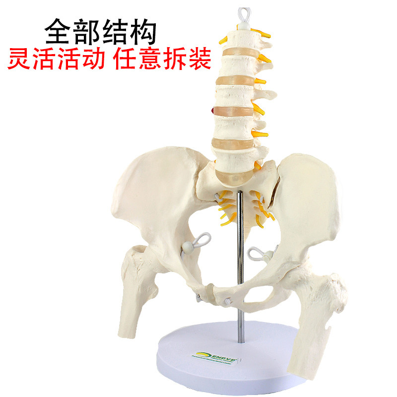 ENOVO颐诺医学人体动态五节腰椎男性女性骨盆模型 关节可活动可拆腰椎盆骨按摩推拿体育运动健身骨骼标本教具