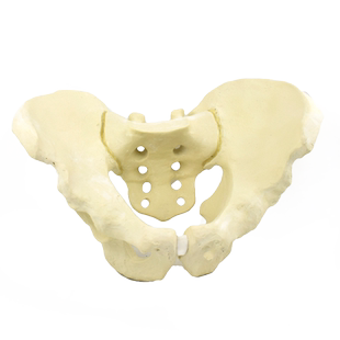 ENOVO颐诺 仿真骨盆模型 骨科手术摸拟骨盆骨折手术训练骼骨髋骨模型微创钉板锯切操作骨科医生手术培训教学