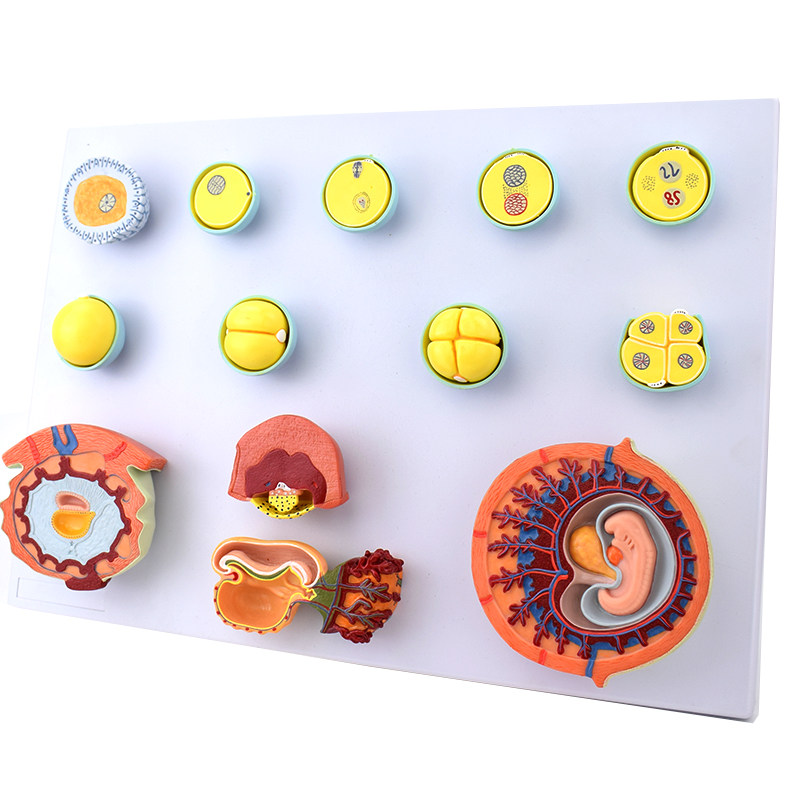 组织胚胎教学演示受精卵胎盘卵泡胚胎妇产科计划生育教育组胚标本