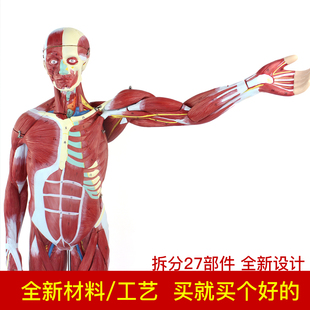 ENOVO颐诺人体全身肌肉附内脏器官解剖模型人体肌肉结构组织医学解剖实验室运动模型全科医疗仿真机器人教具