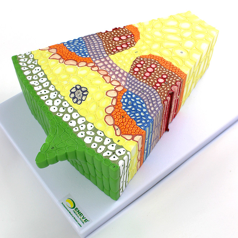 enovo颐诺 双子叶植物茎结构放大模型向日葵花植物茎的形态 植物学