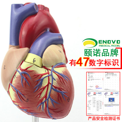 ENOVO颐诺1:1心脏模型可拆卸B超彩超声医学心内科心脏解剖教学冠状动脉心血管血液循环心外科学习模具标本
